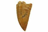 Serrated, Raptor Tooth - Real Dinosaur Tooth #127063-1